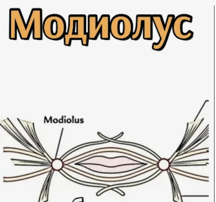 листаем галерею -->чтобы увидеть ещё модиолус