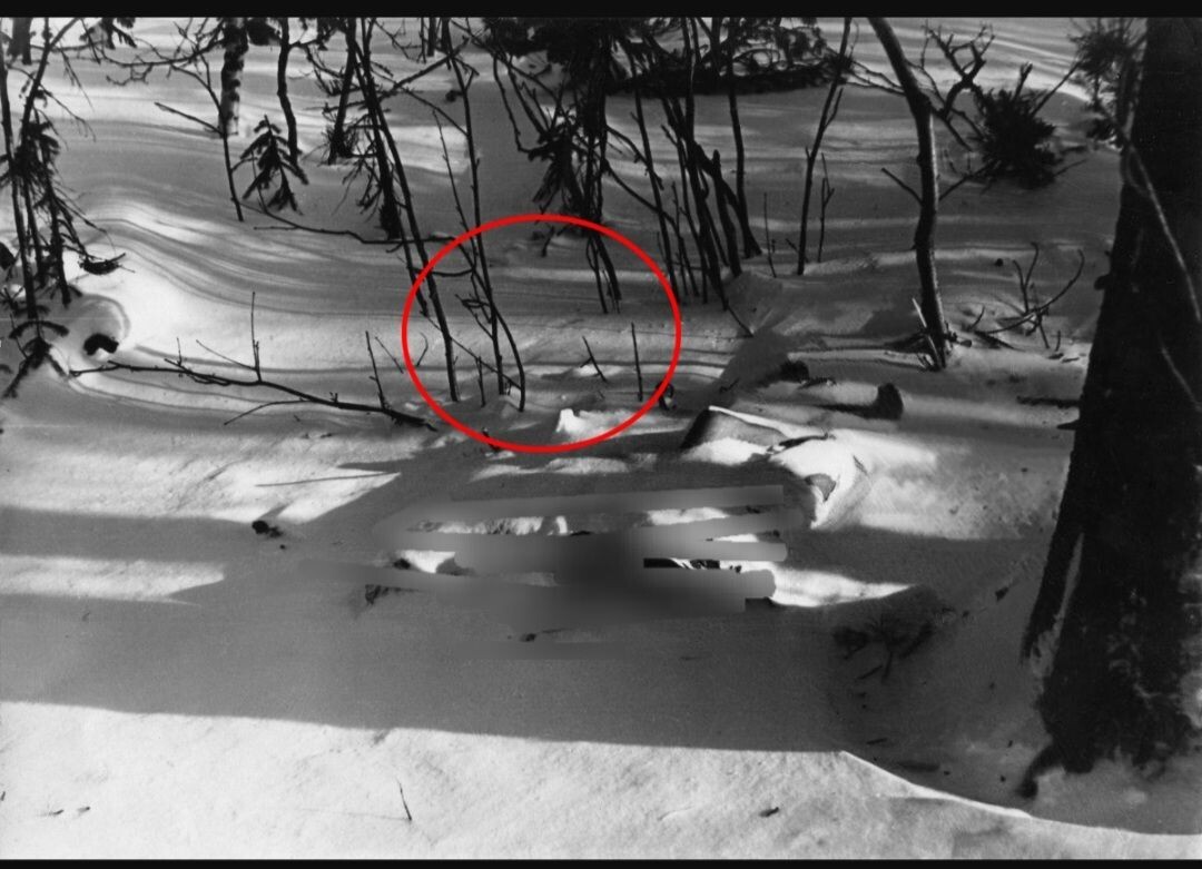 Фото 1 Следы под кедром