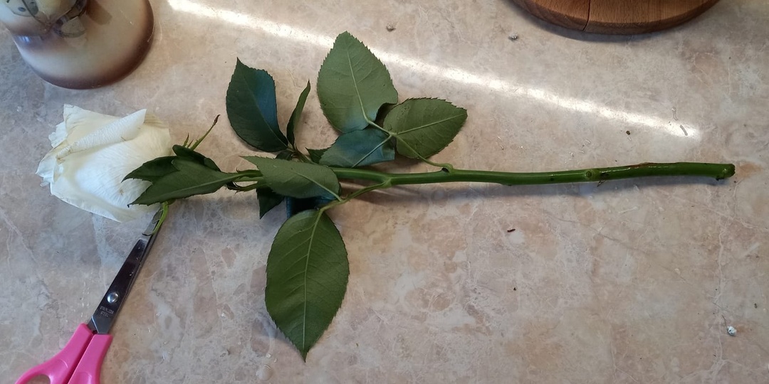 Размножаю розы осенью без теплиц и подоконников. 6 методов для открытого грунта