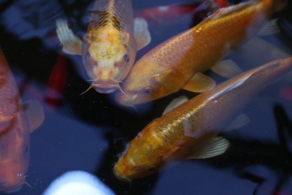    Фото © Владимир Андреев / Абзац