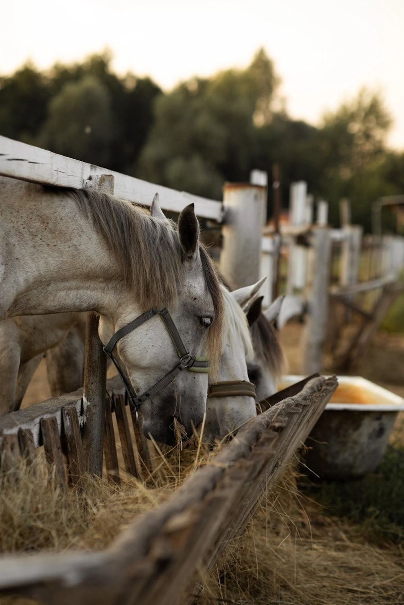 Фото: Сообщество ВКонтакте "Конно-коретный двор, Саранск"