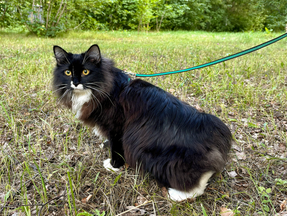 Kusstk, CC BY-SA 4.0