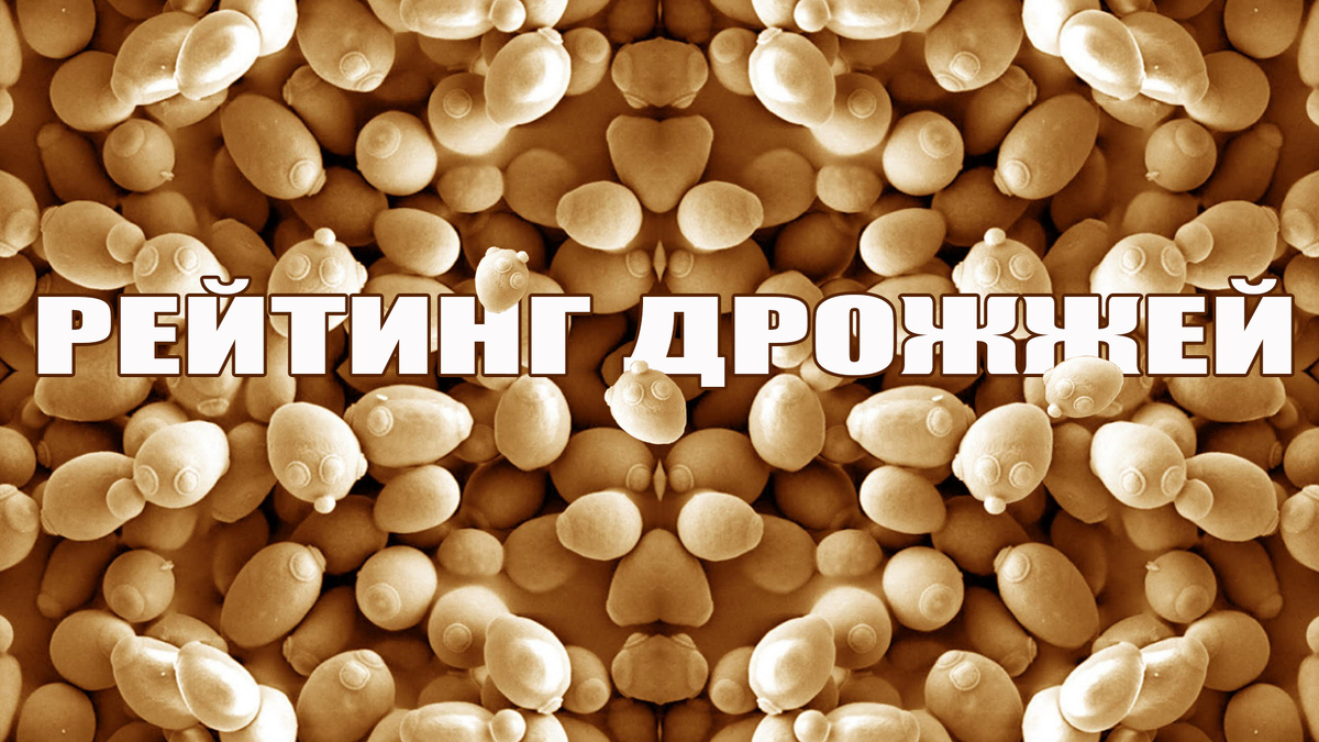 Дрожжи под микроскопом