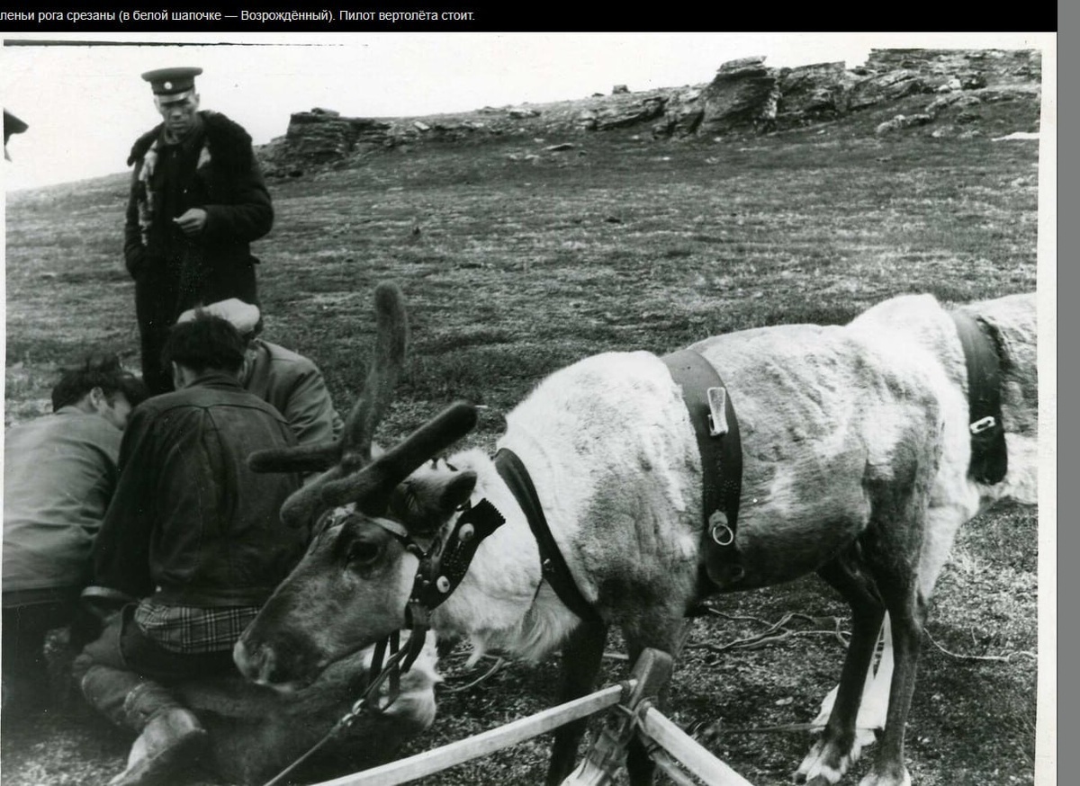Фото 1  Олени на перевале