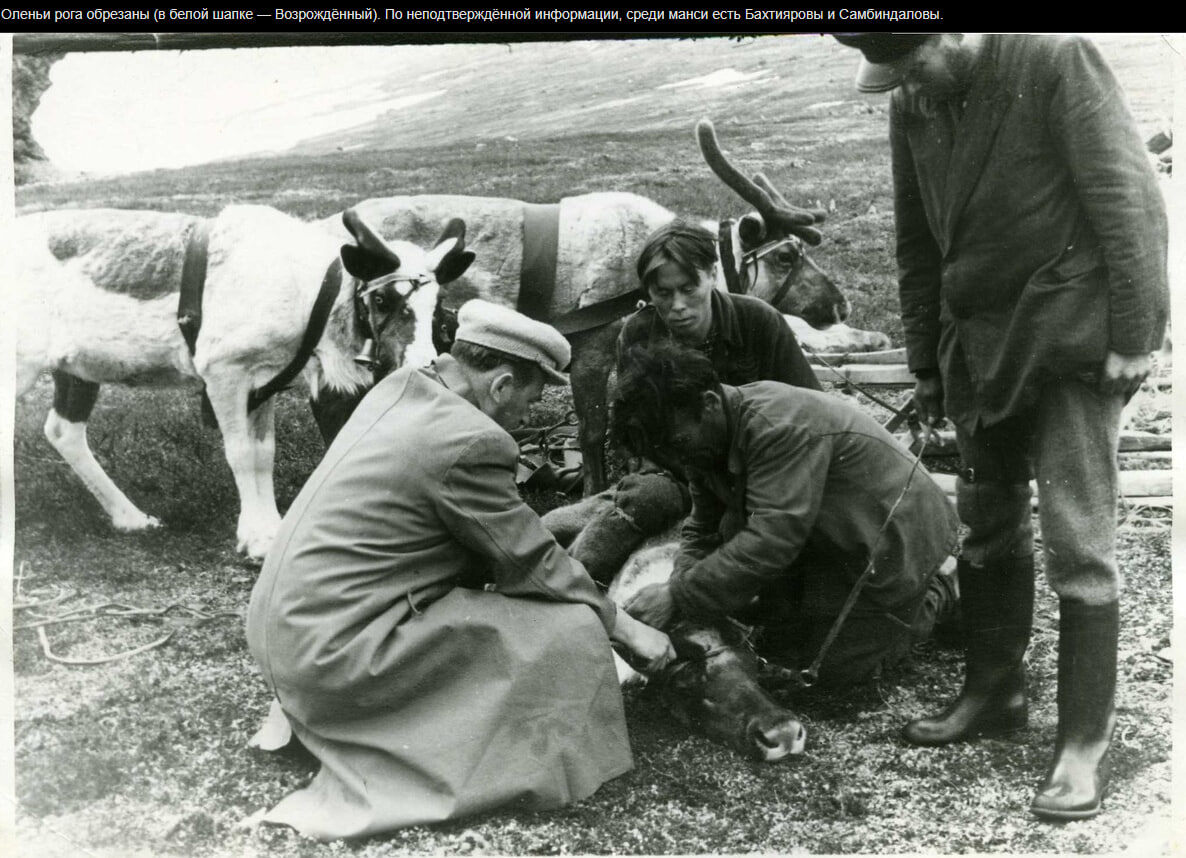 Фото 2  Олени на перевале
