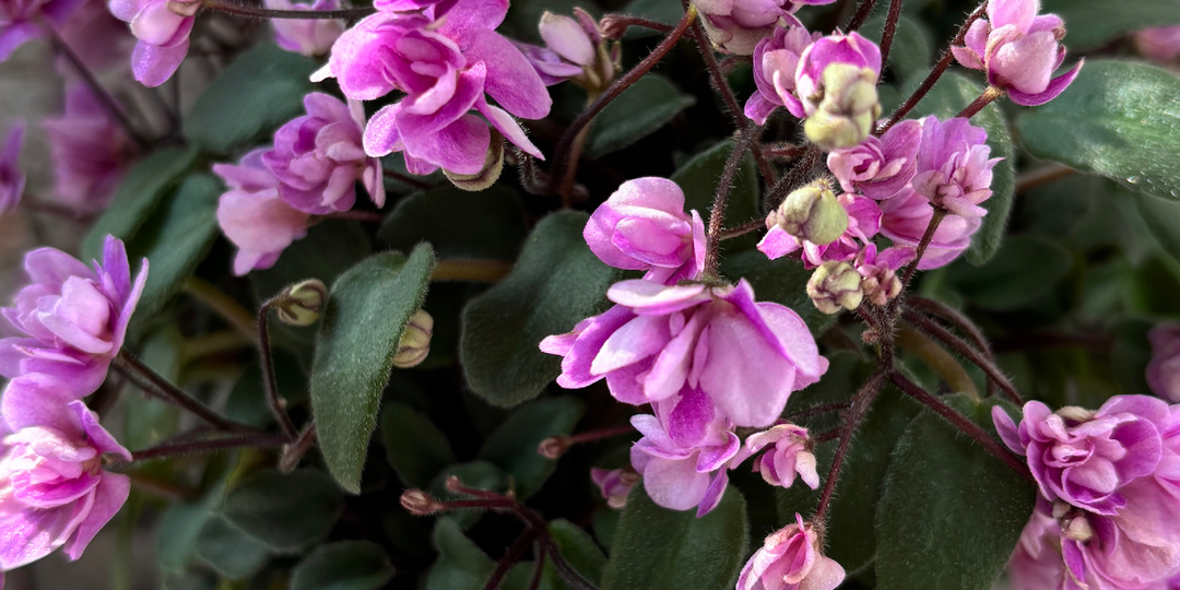 Где сейчас можно посмотреть мои видео про выращивание фиалок?