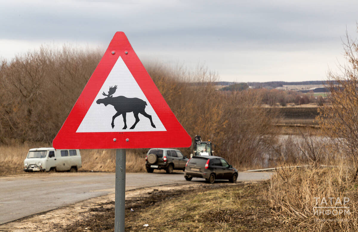 Животные не причисляются к участникам движения, что не мешает им быть участниками ДТПФото: © Салават Камалетдинов / «Татар-информ»