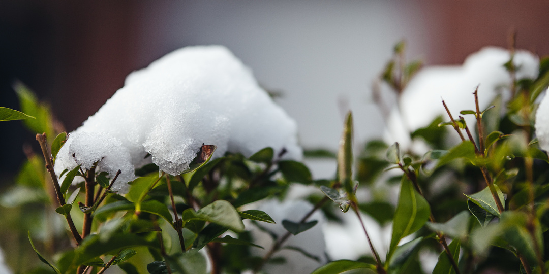 Как укрыть розы на зиму в Подмосковье