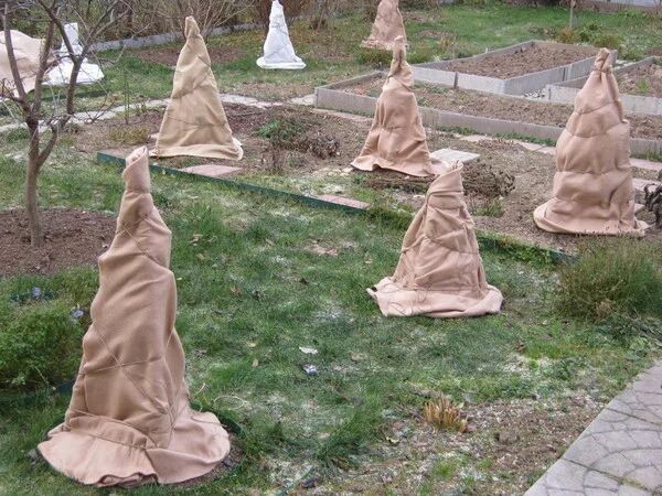 Укрытия для кустов роз на зиму