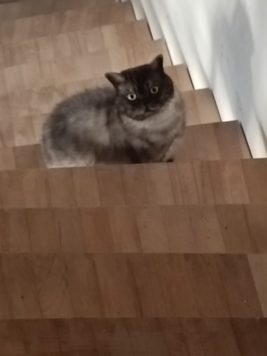 Кошеньке на чердак ходить запрещено. Поэтому она ступеньках жалобно мявкает🐱