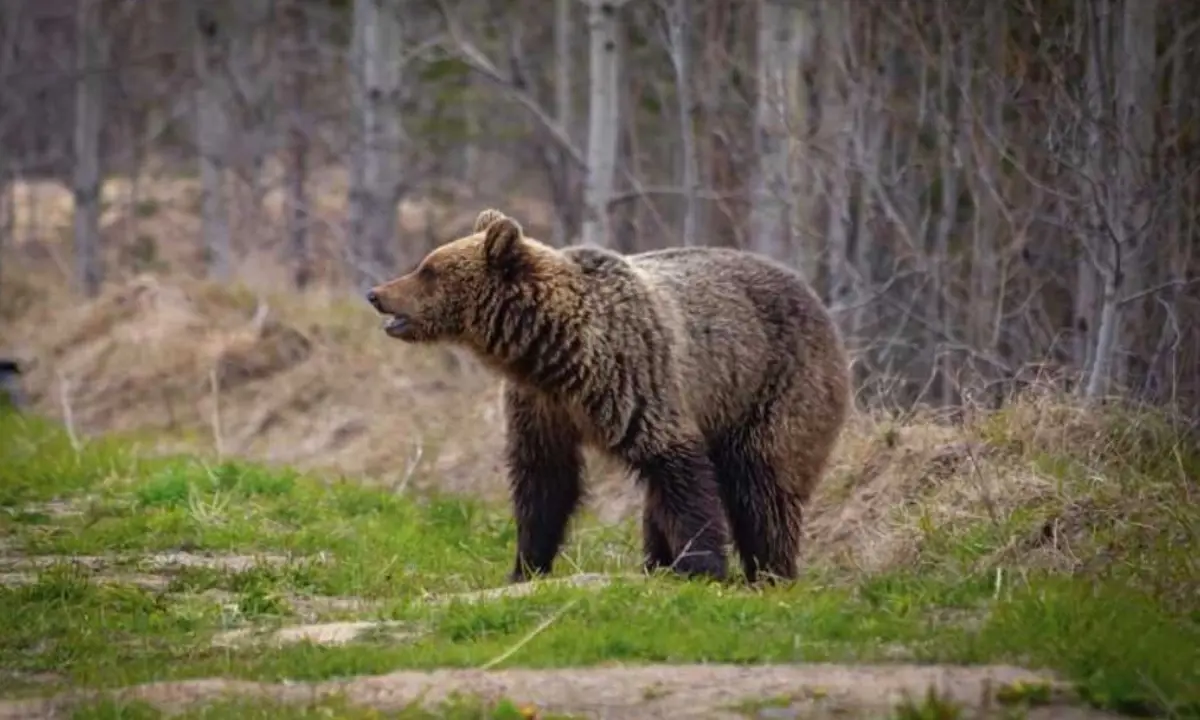 Фото: Служба по охране и использованию объектов животного мира Иркутской области