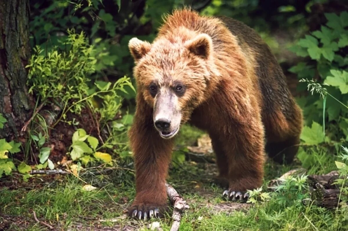    Отслеживать медведей в Петропавловске будут с помощью беспилотников