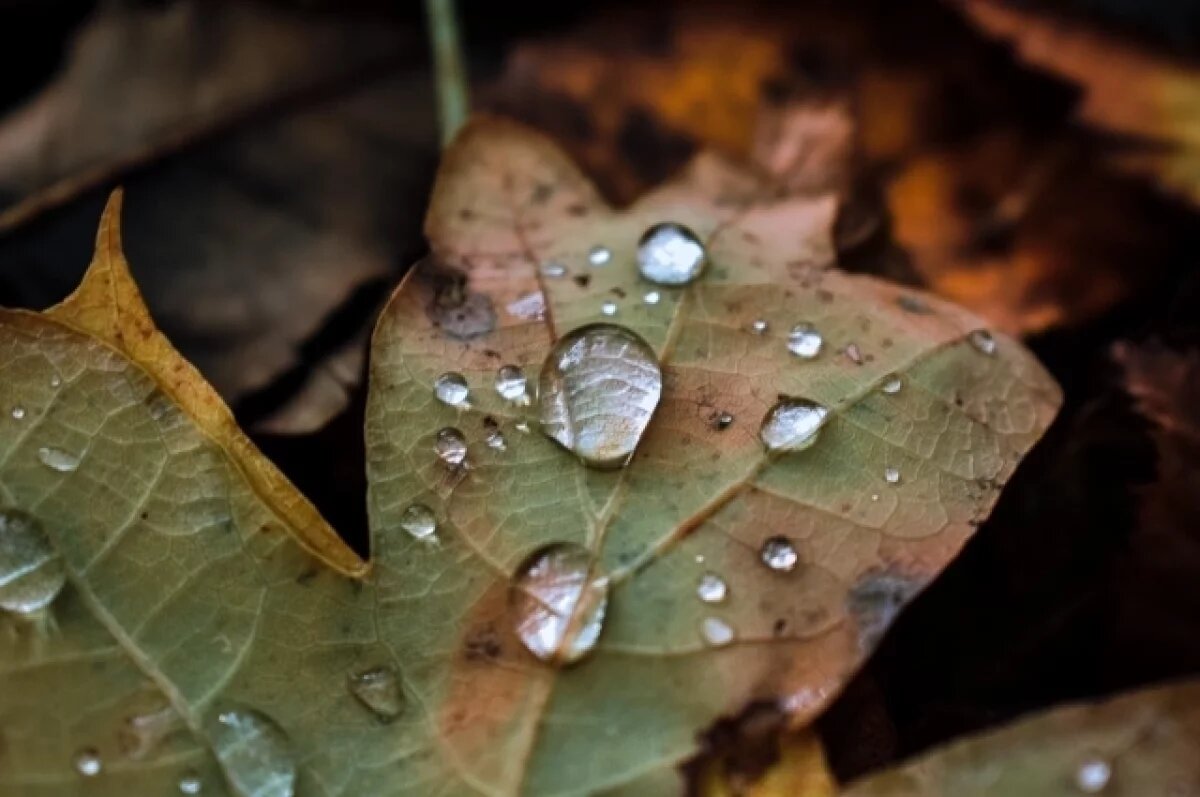    В Тверскую область придёт вторая волна бабьего лета