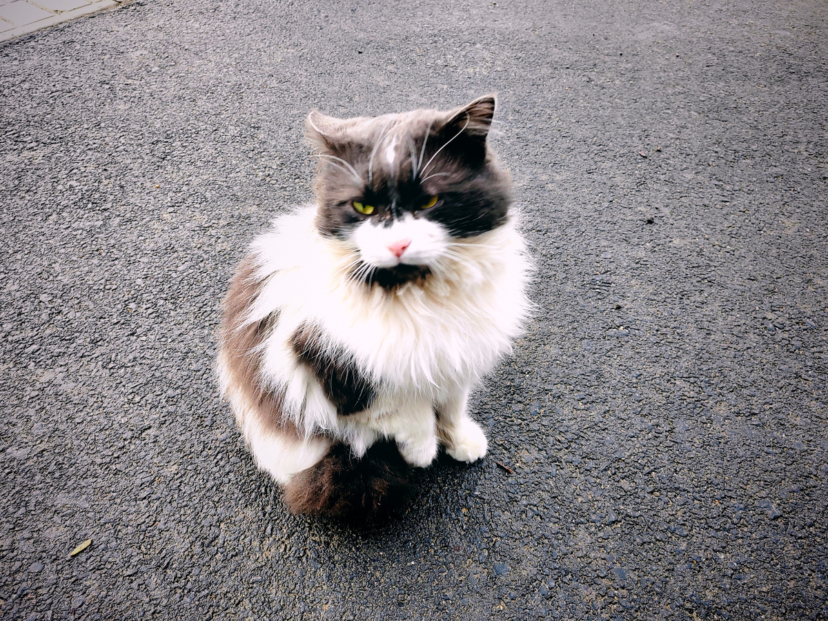 Серьезный Гуамский пушистик. Фото автора