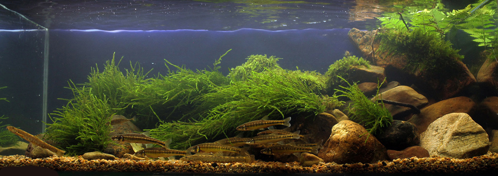 «Горный ручей южного приморья», Вячеслав Верига