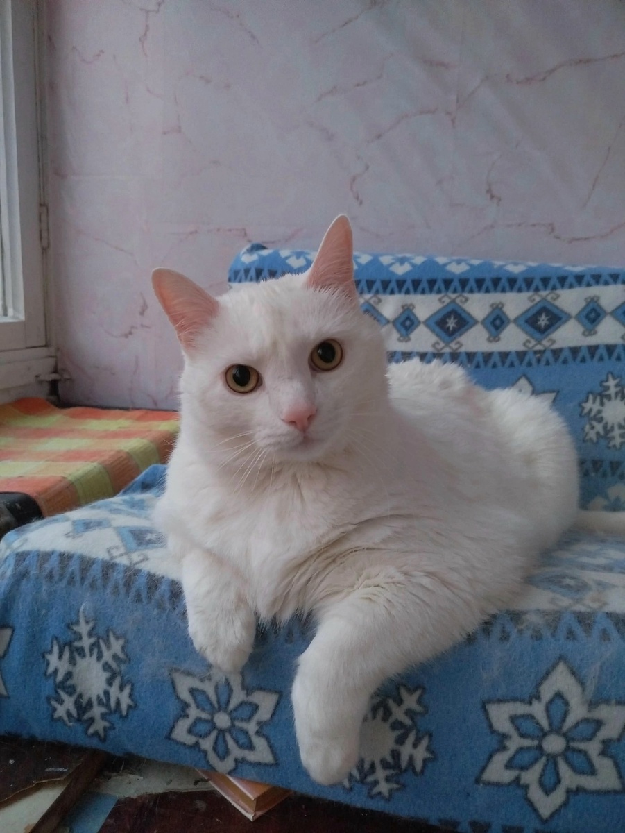 иллюстрация из яндекс картинки.