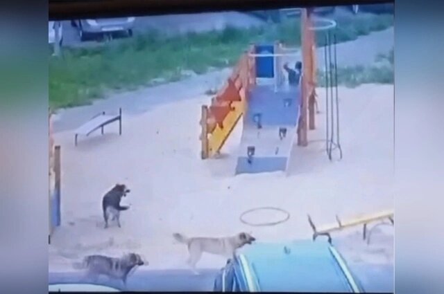    У заброшенной теплотрассы поселилась стая из нескольких собак. Фото: АиФ-Казань