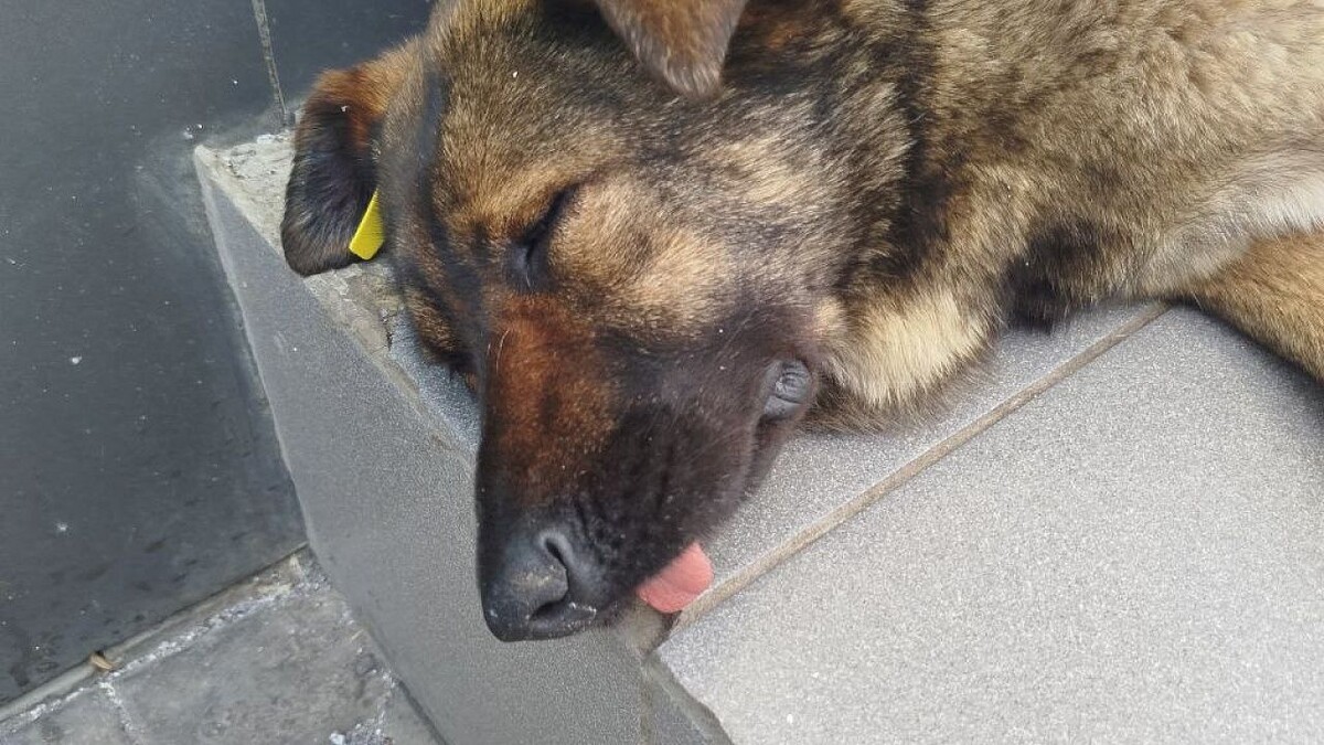    Фото: телеканал «Краснодар»