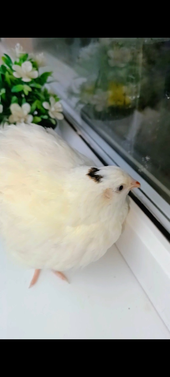 Перепела на балконе 