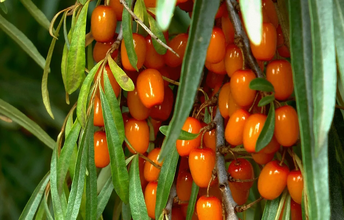 Фото: Maxalok / GoodFon.ru