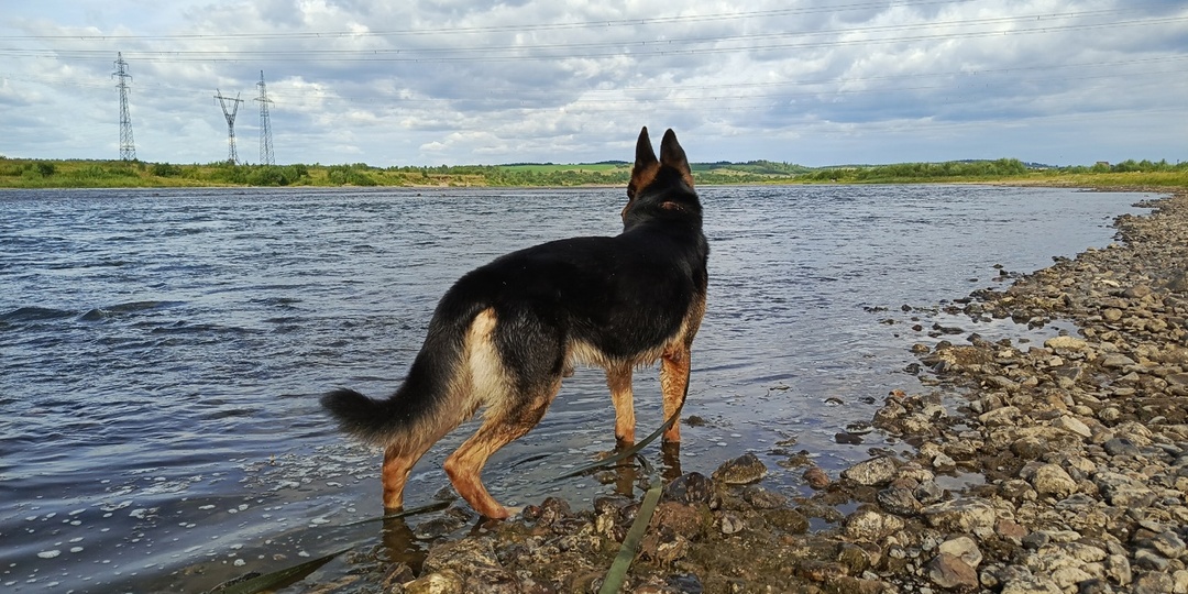 Грей нас не подвел. Хороший друг, - сказал про него хозяин