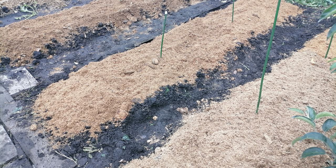 Укрывать ли чеснок на зиму? О глубине посадки и мульчировании