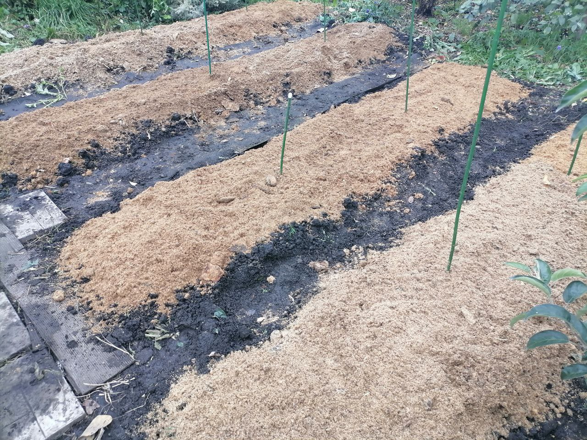 Грядки с озимыми чесноком и луком мульчирую толстым слоем опилок, фото автора