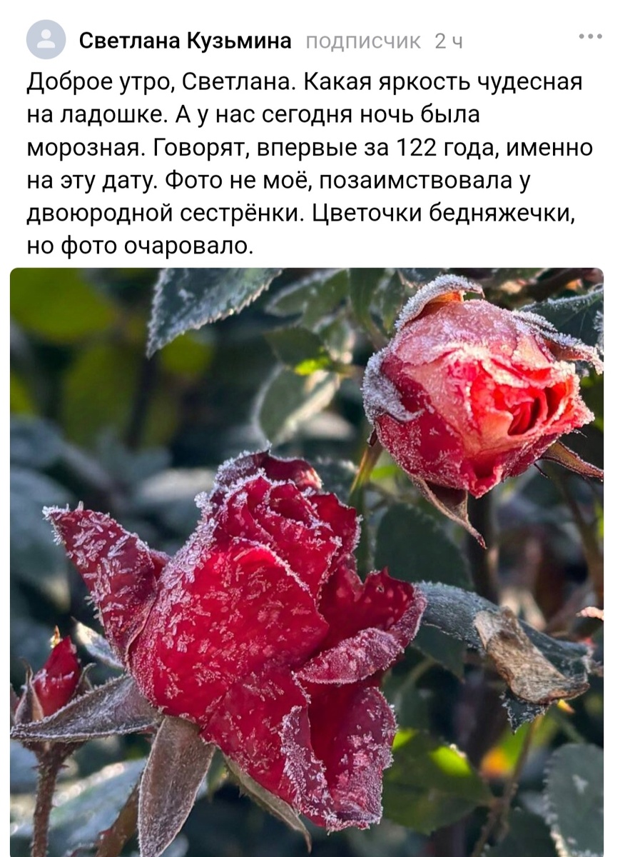 Скрин комментария к статье на канале «Кармашек счастья»