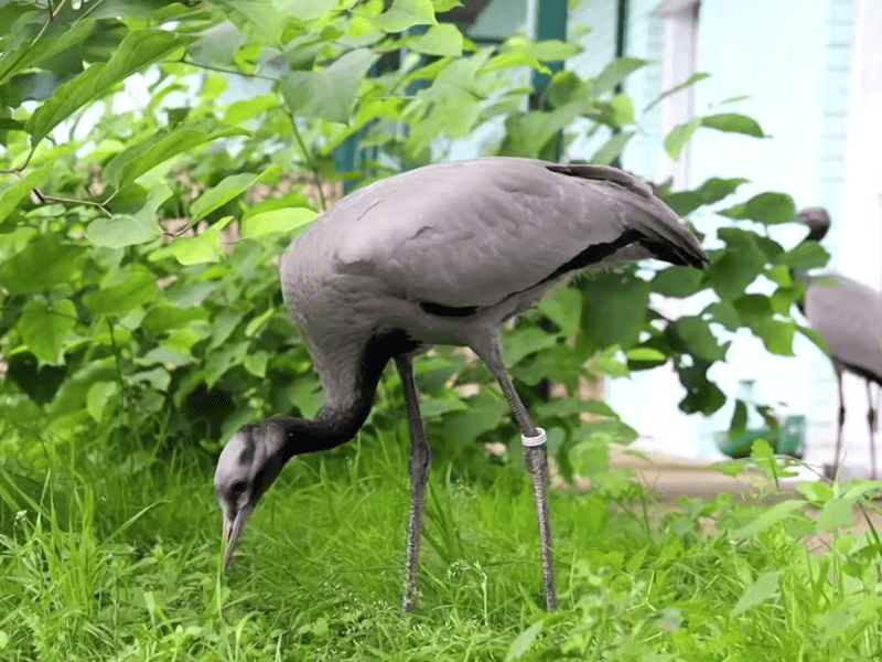 © Фото: t.me/moscowzoo_official