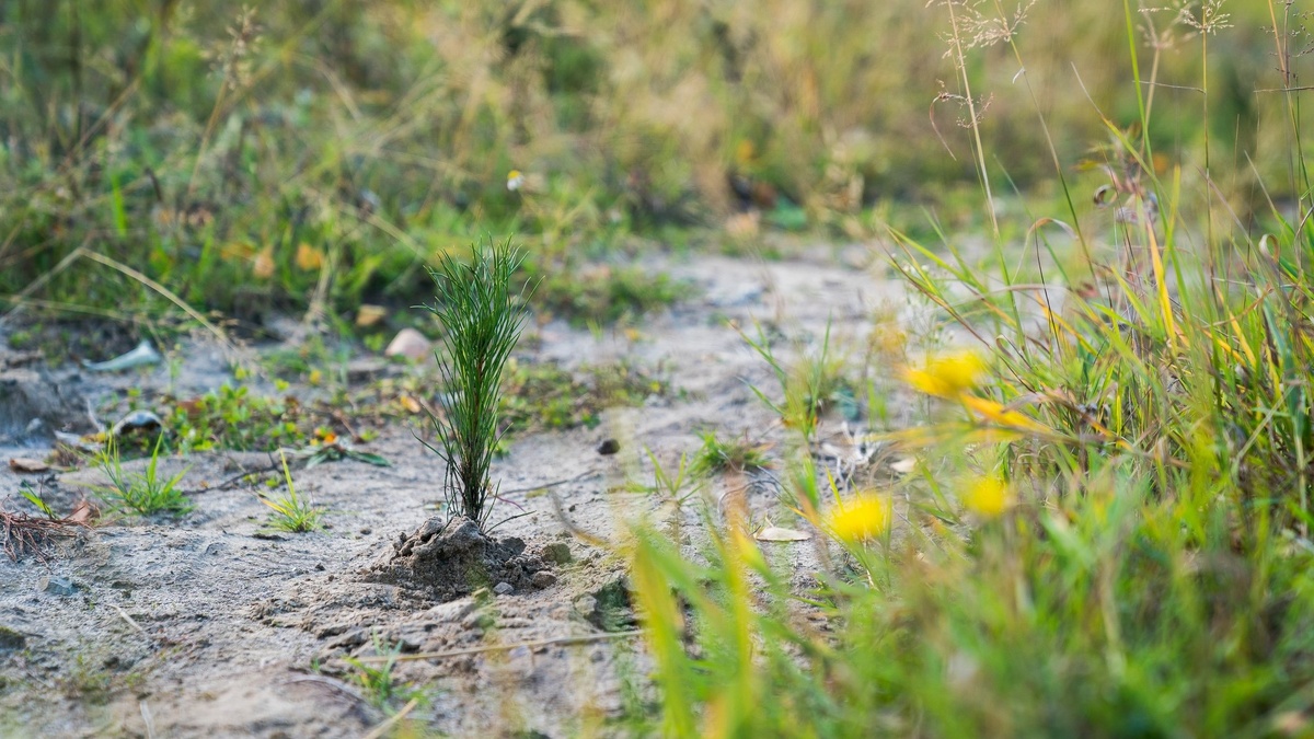    В Югре высадили 40 тысяч кедров в рамках акции «Сохраним лес»