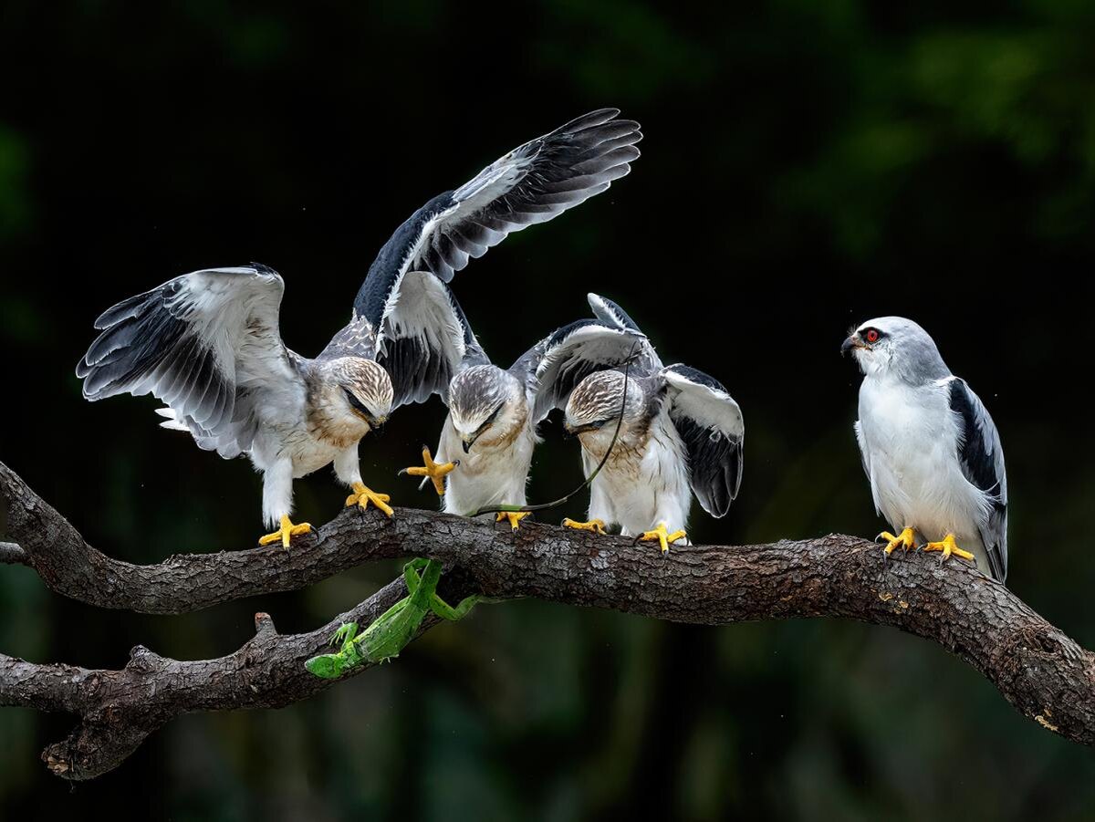 JENQ-HORNG LIANG (Тайвань), Золотая медаль IAAP, Dare not go/Не смею уйти