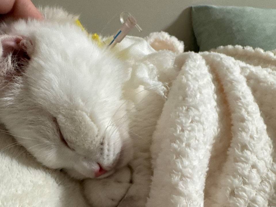    Фото: t.me/odintsovo_odin