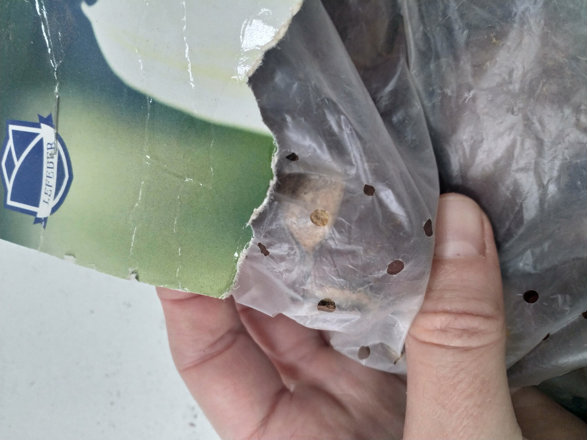 Луковицы пустые, как погремушки, от этикетки одни ошмётки