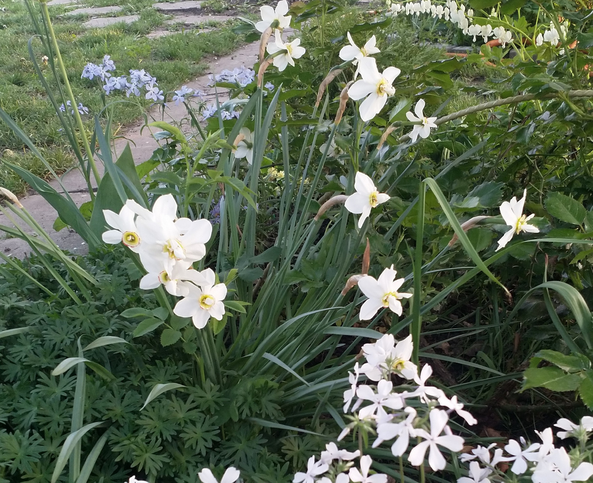 Вот такой красоты целый горшок