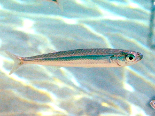 Атлантическая атерина.