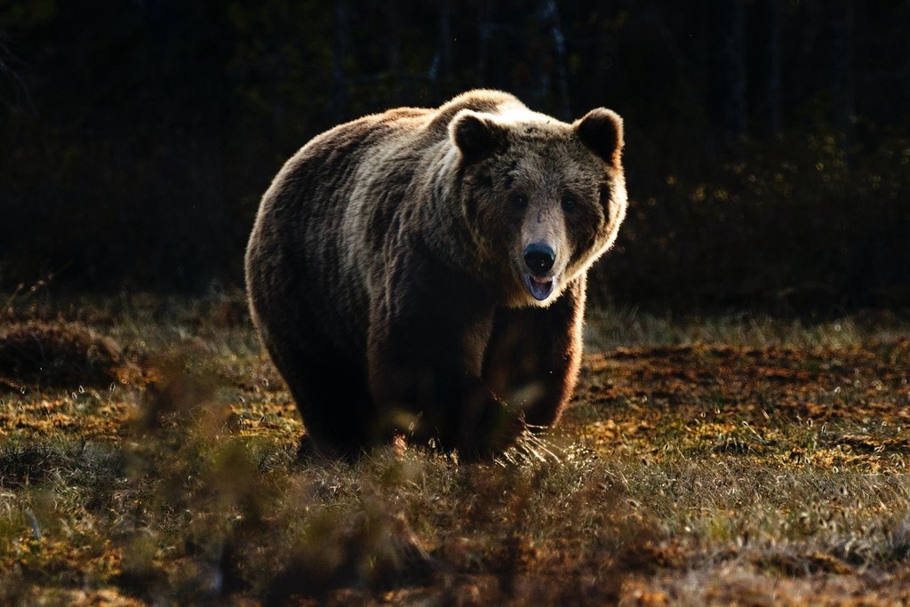    Фото © Unsplash.com