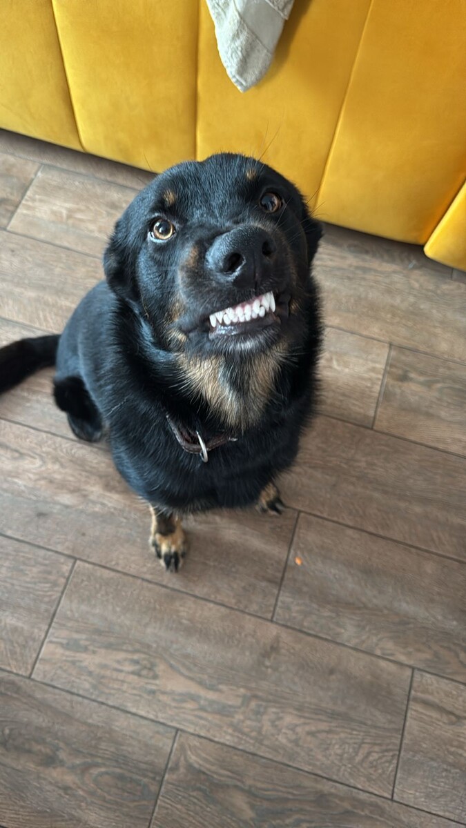 Джек Собака-Улыбака