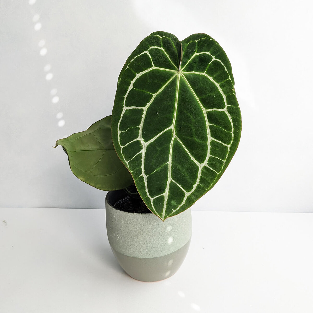 Он же во взрослый. Фото из интернета для примера