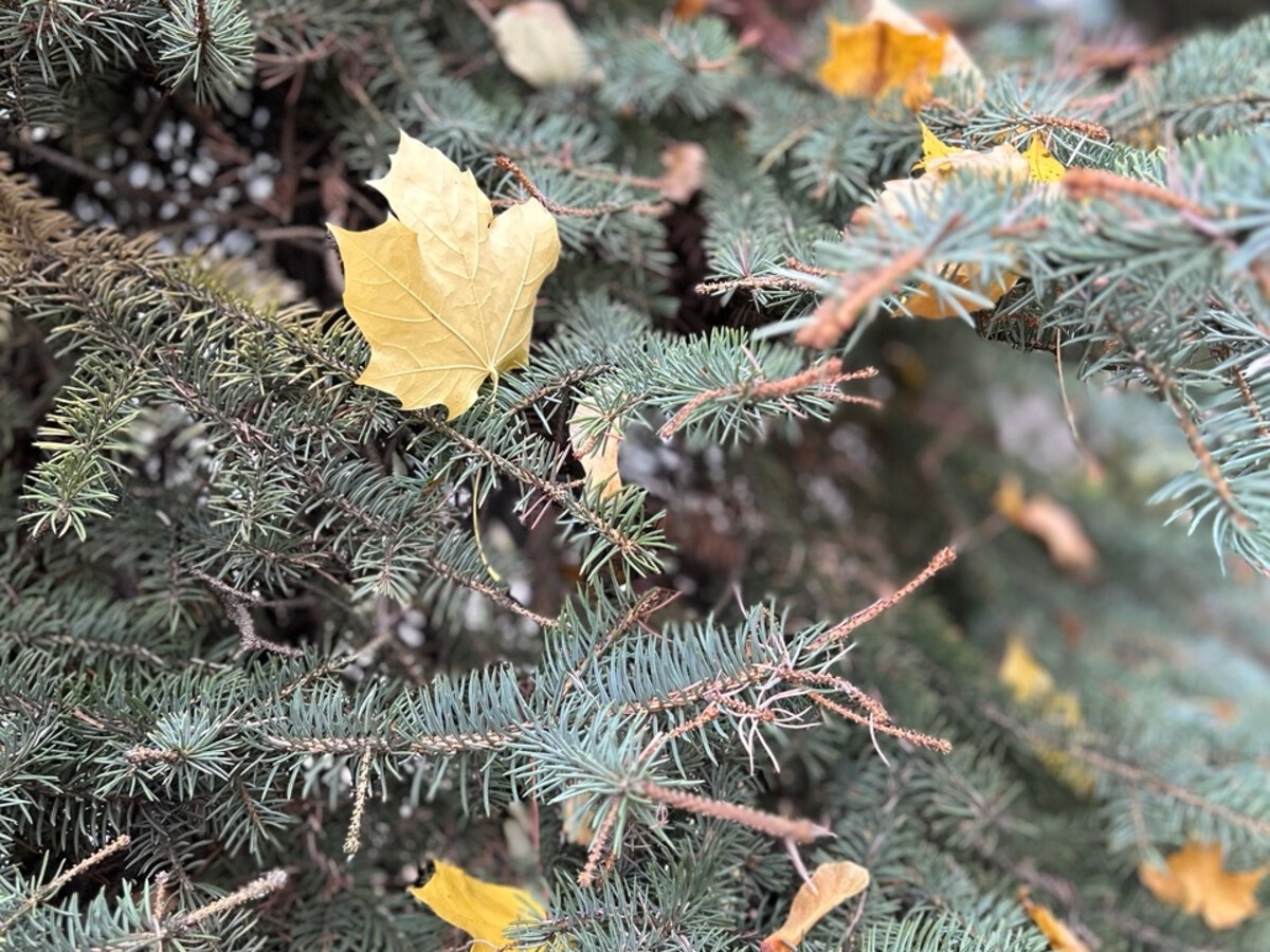 Мое фото этой осени