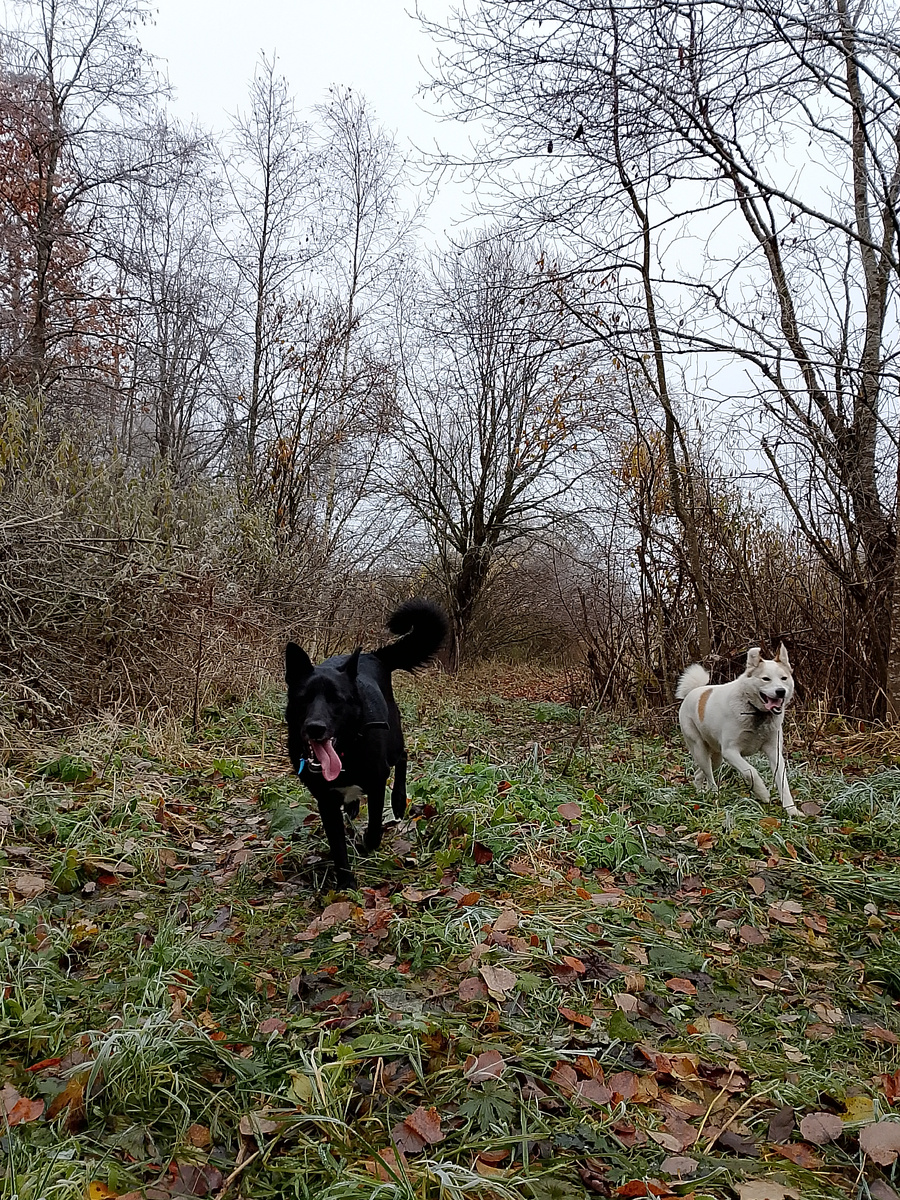 Выгул в полях -важная часть нашей жизни.
