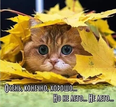 Картинка из интернета 