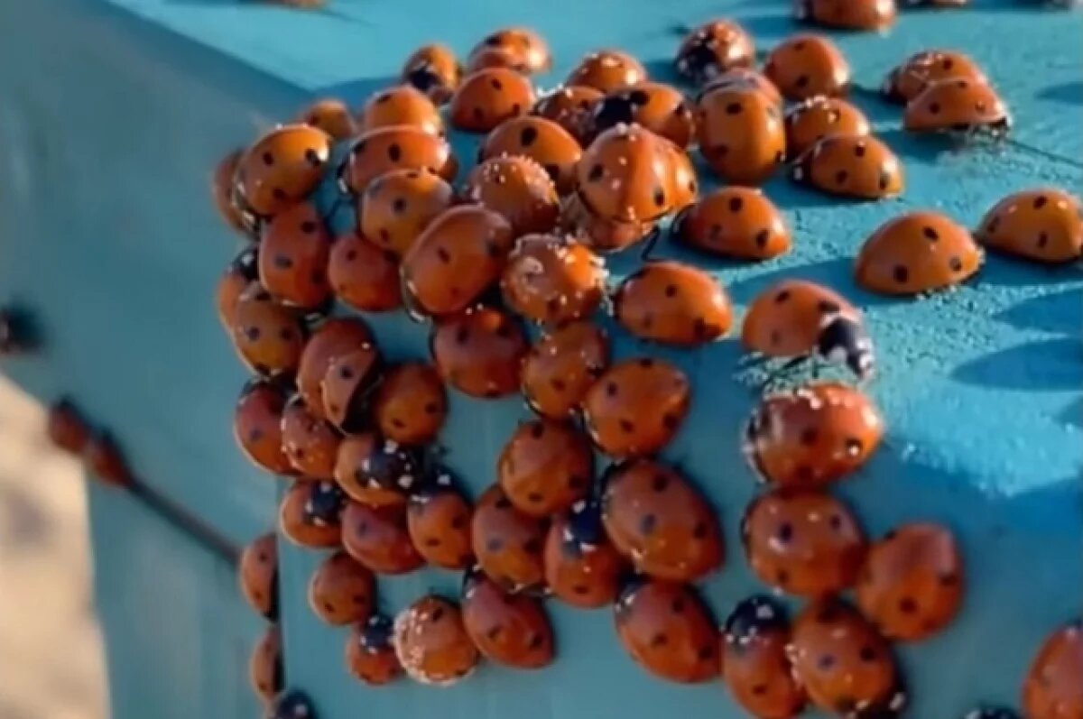    К холодной зиме?