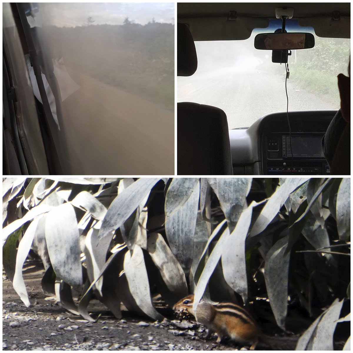 Обратите внимание, в каких пыльных зарослях сидит бурундук. Фото автора.