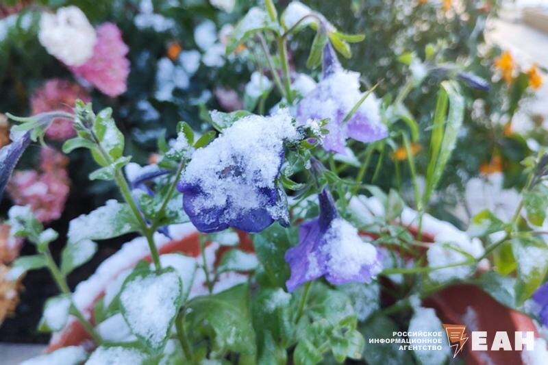    ЕАН. Цветы под снегом