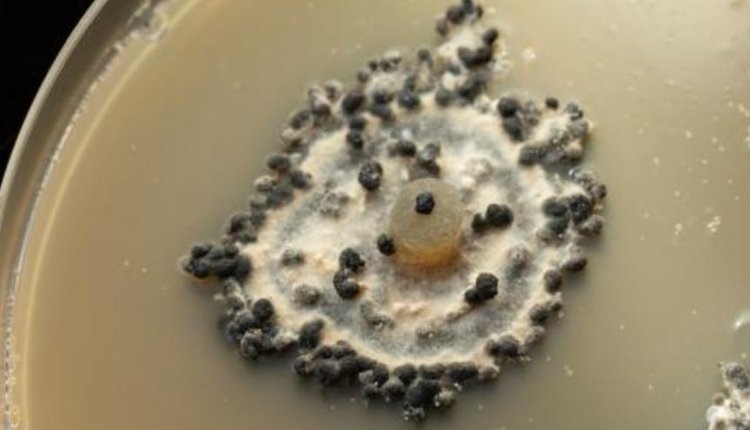    Фото: Rothamsted Research