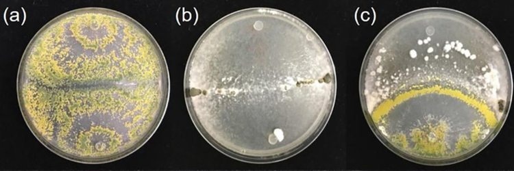 Чашечные культуры штамма (a) Trichoderma hamatum GD12; (b) Sclerotinia sclerotiorum (c) совместное культивирование двух штаммов, демонстрирующее ингибирующий эффект T. hamatum GD12 (внизу) на S. sclerotiorum (вверху). Фото: Rothamsted Research.📷    Дружелюбный почвенный гриб может заменить фунгициды в борьбе с болезнями сельхозкультур
