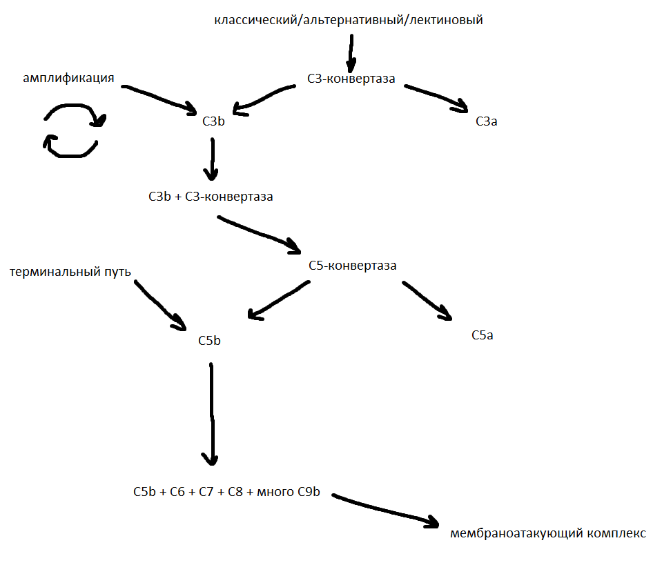 Образование МАК