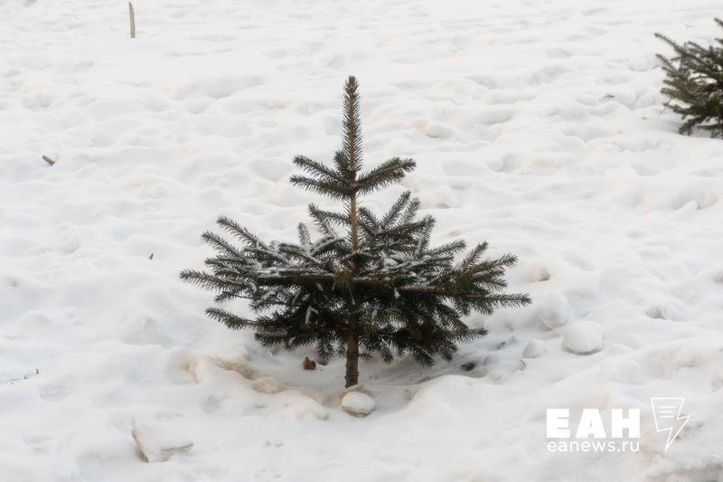    ЕАН. Елочка в снегу