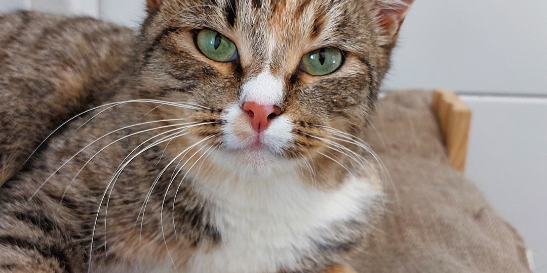 Кошка АРИНА ищет дом🏡