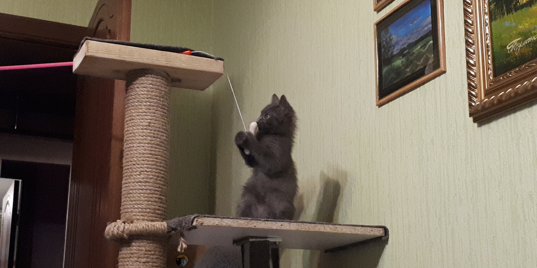 Не в силах дождаться утра, ночью забрали котёнка от мамы-кошки